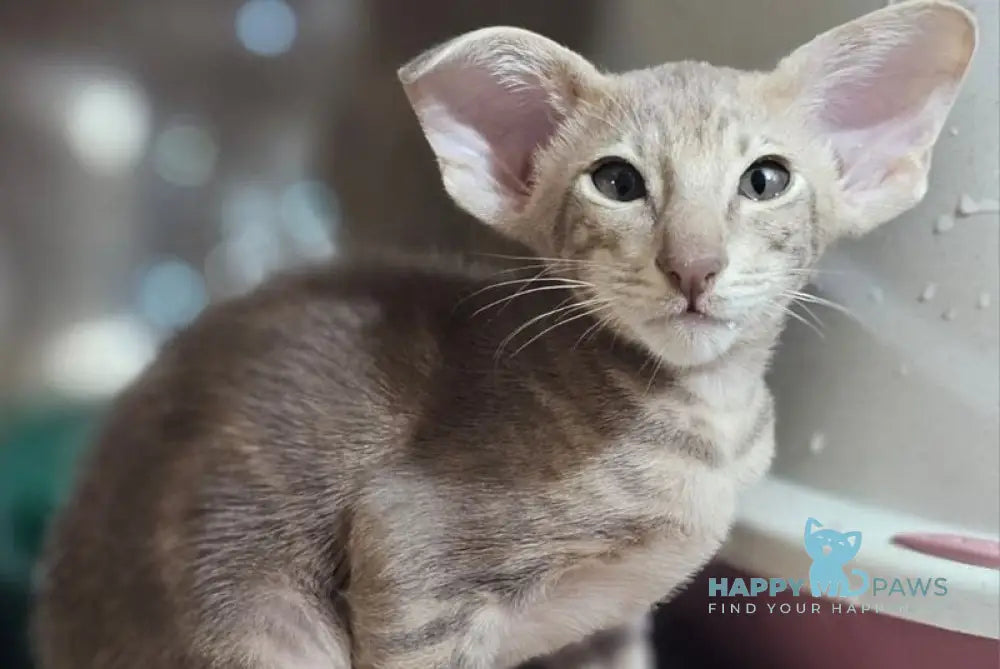 Х-File Oriental Shorthair male lilac tabby live animals