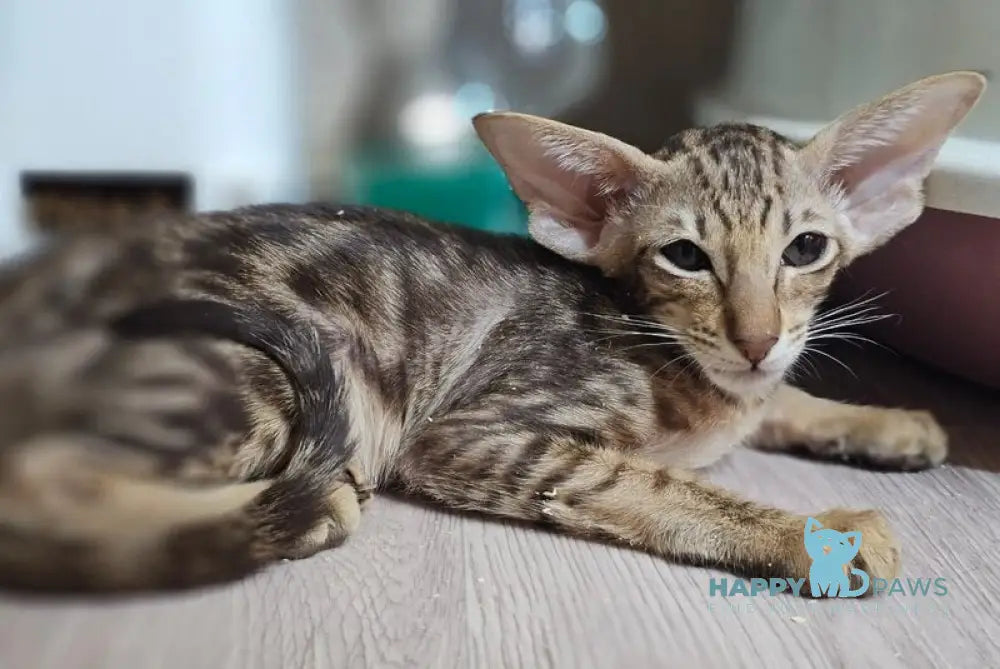 Х-Guy Oriental Shorthair male chocolate tabby live animals