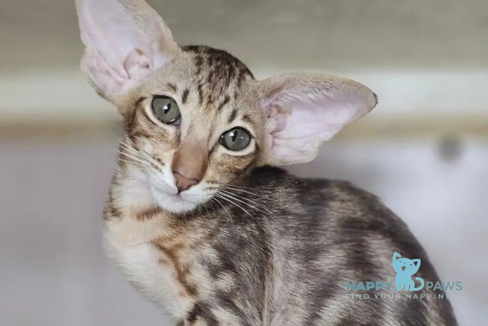 Х-Guy Oriental Shorthair male chocolate tabby live animals