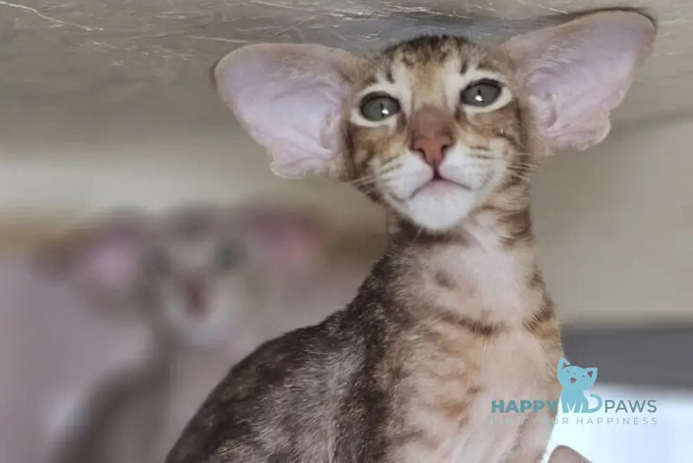 Х-Man Oriental Shorthair male chocolate tabby live animals
