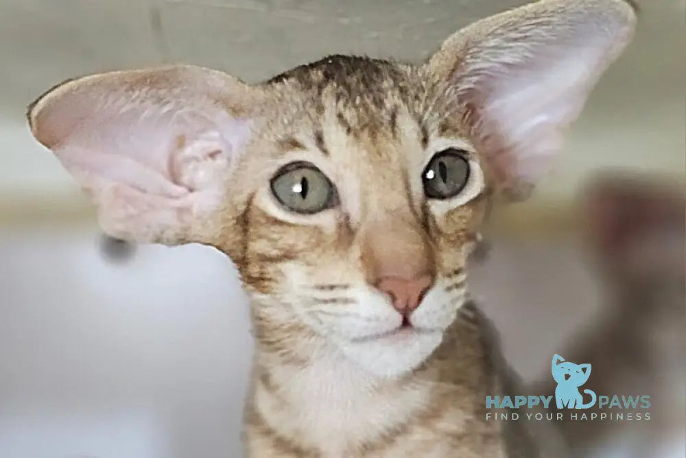 Х-Man Oriental Shorthair male chocolate tabby live animals
