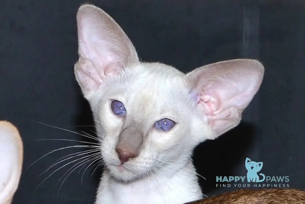Habib Siamese male chocolate live animals