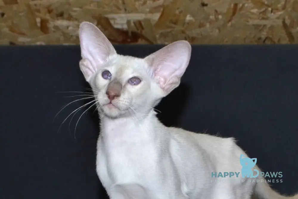 Habib Siamese male chocolate live animals