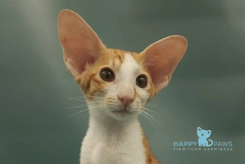 Haggard Oriental Shorthair male red spotted tabby bicolour live animals