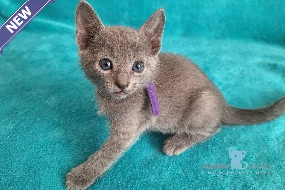 Haiku Russian Blue male blue live animals