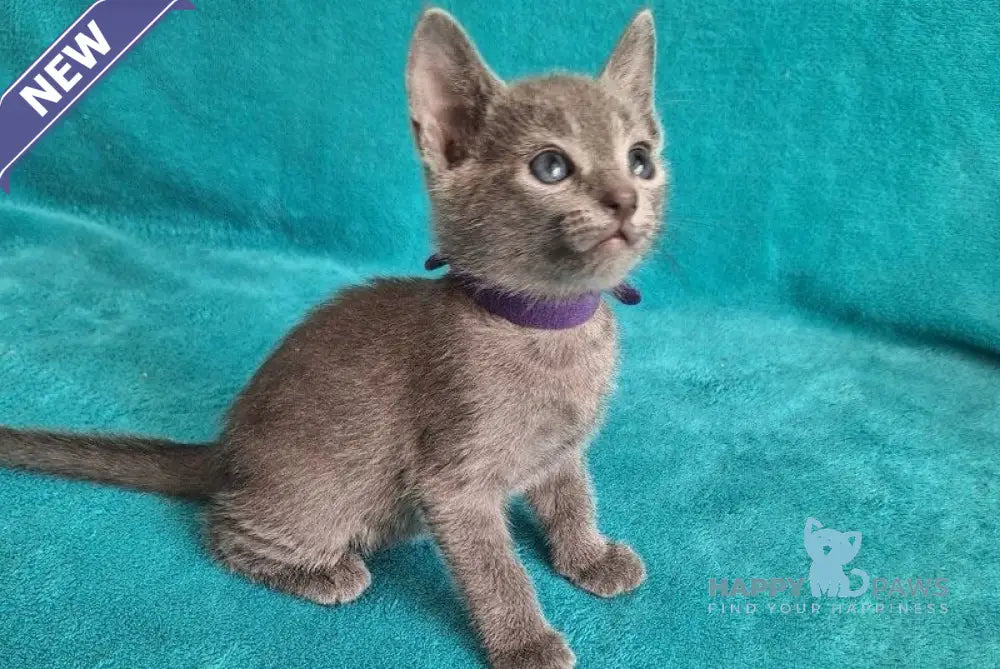 Haiku Russian Blue male blue live animals