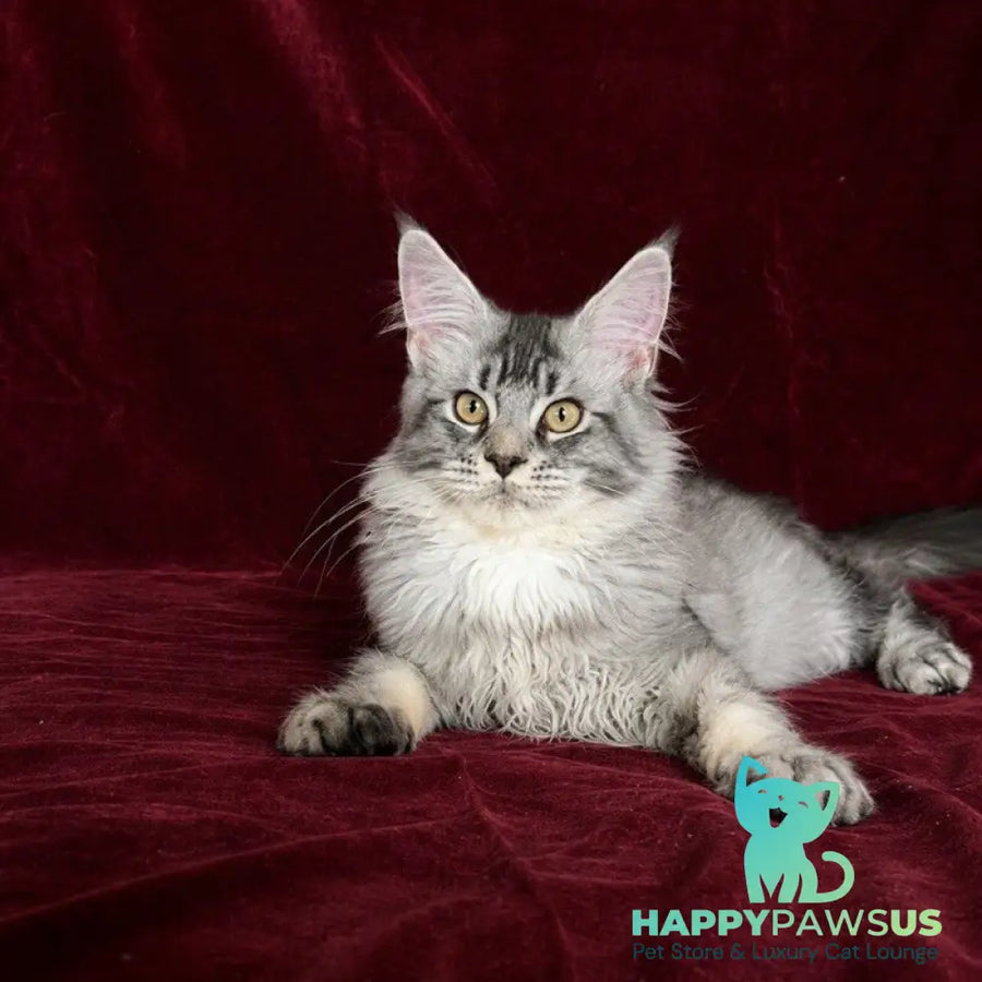 Hailen Maine Coon male black silver ticked tabby - live animals