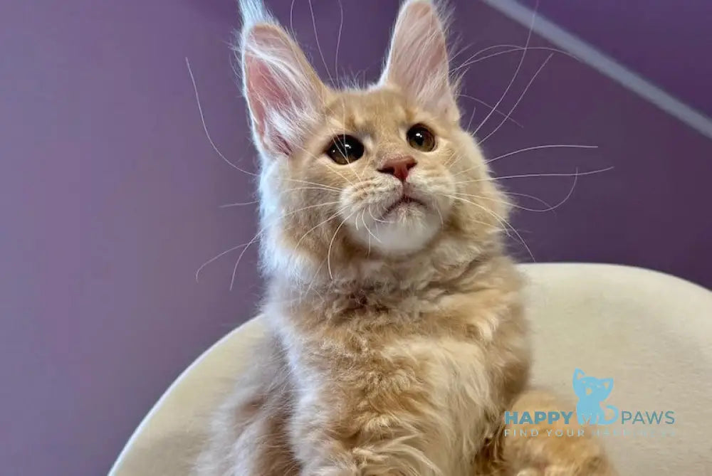 Haldar Maine Coon male cream tabby live animals