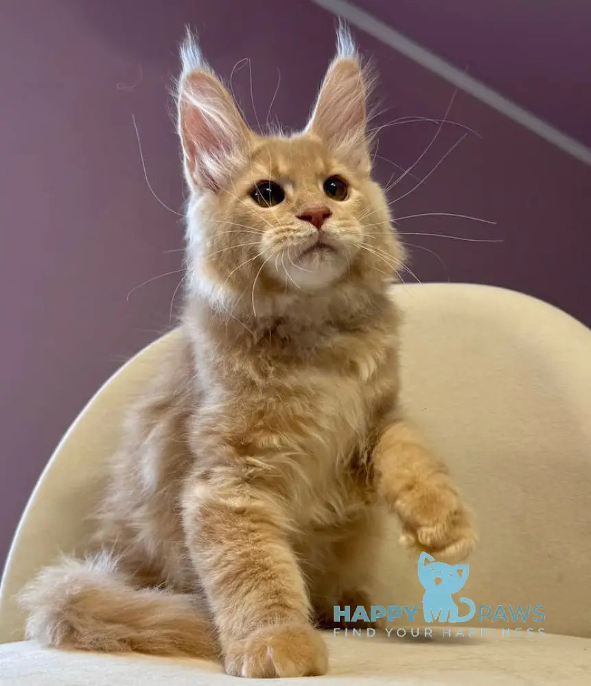 Haldar Maine Coon male cream tabby live animals