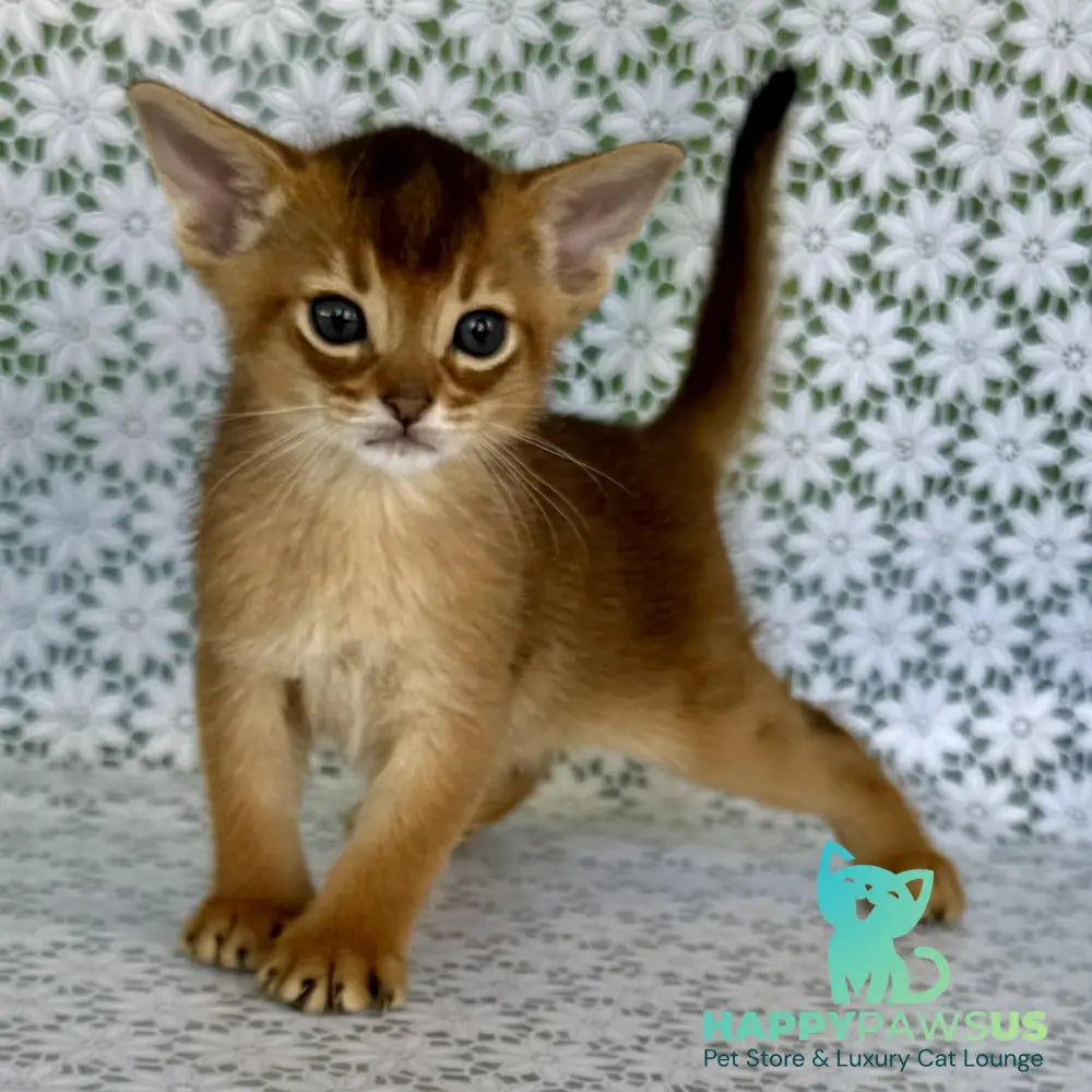 Halif Abyssinian male ruddy