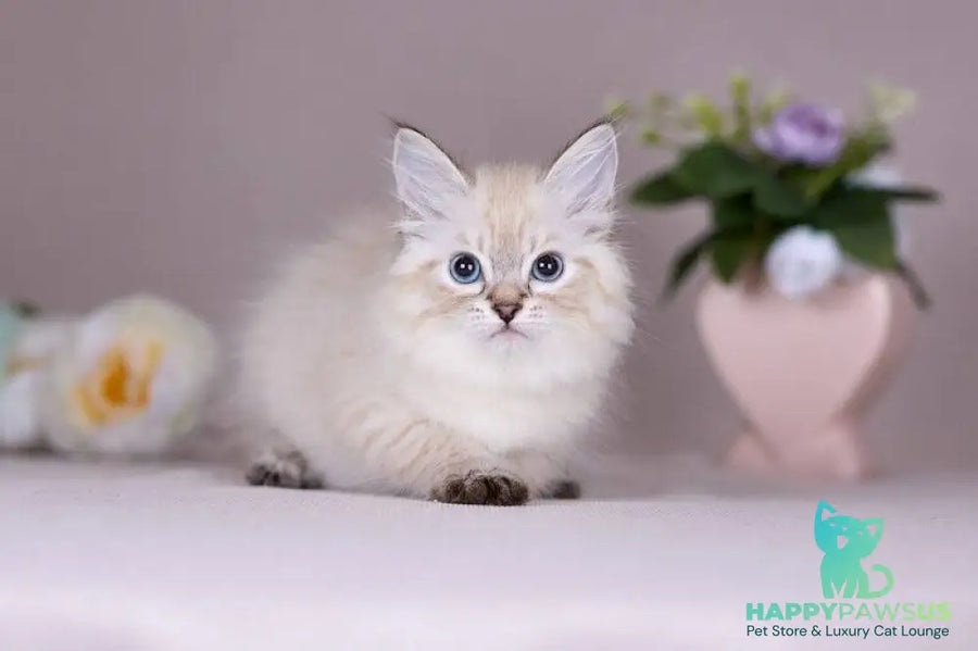 Halva Siberian female black tabby pointed - live animals