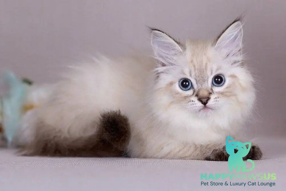 Halva Siberian female black tabby pointed - live animals