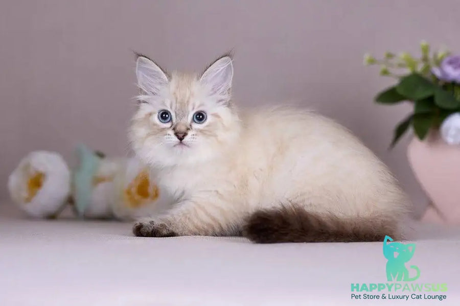 Halva Siberian female black tabby pointed - live animals
