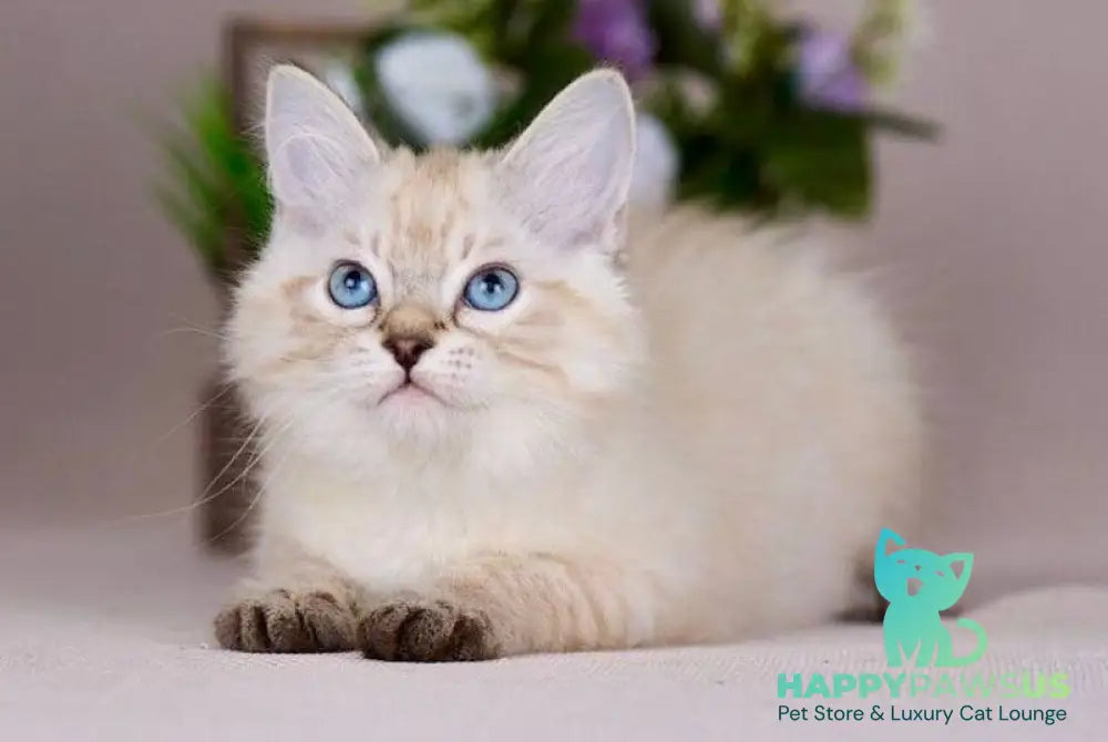 Halva Siberian female black tabby pointed - live animals