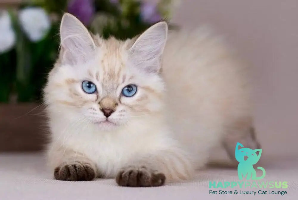 Halva Siberian female black tabby pointed - live animals