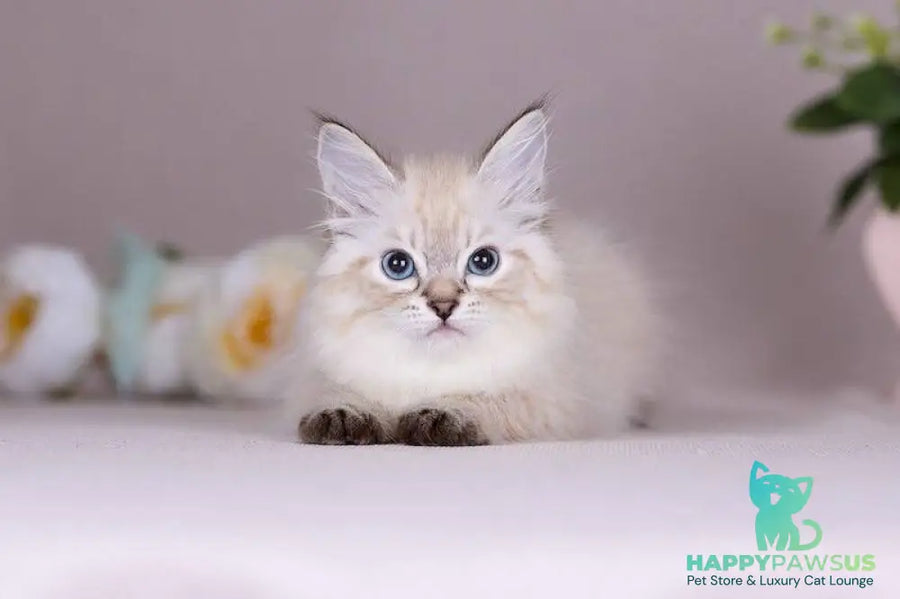 Halva Siberian female black tabby pointed - live animals