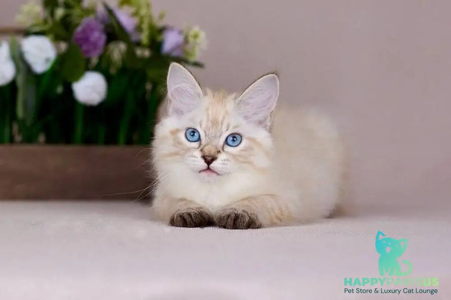 Halva Siberian female black tabby pointed - live animals