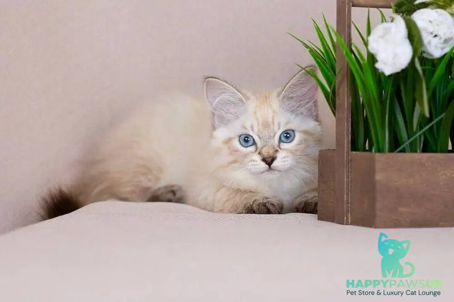 Halva Siberian female black tabby pointed - live animals
