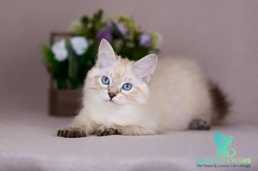 Halva Siberian female black tabby pointed - live animals