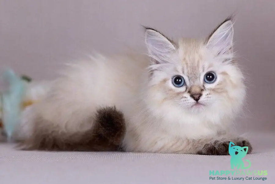 Halva Siberian female black tabby pointed - live animals