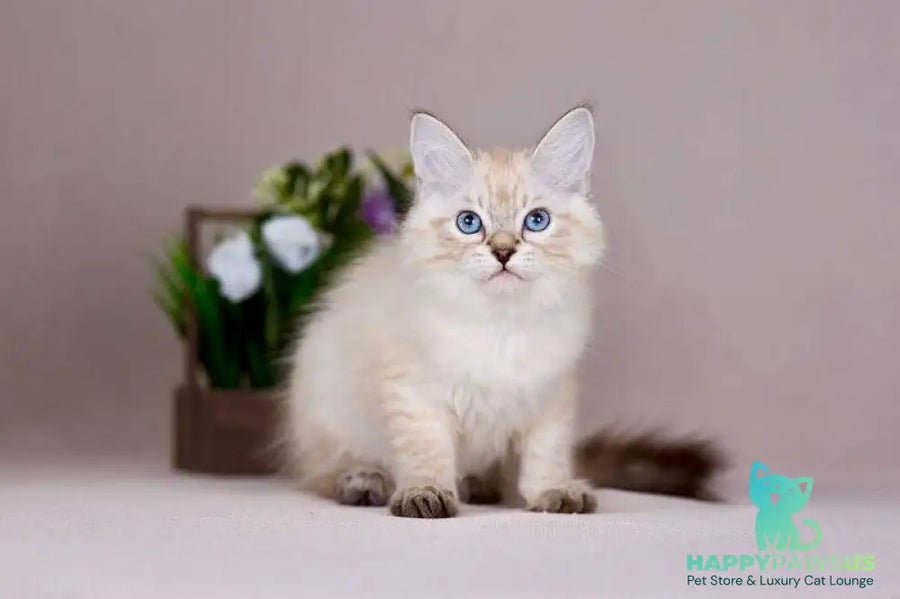 Halva Siberian female black tabby pointed - live animals