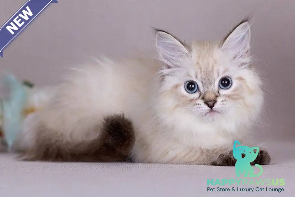 Halva Siberian female black tabby pointed - live animals