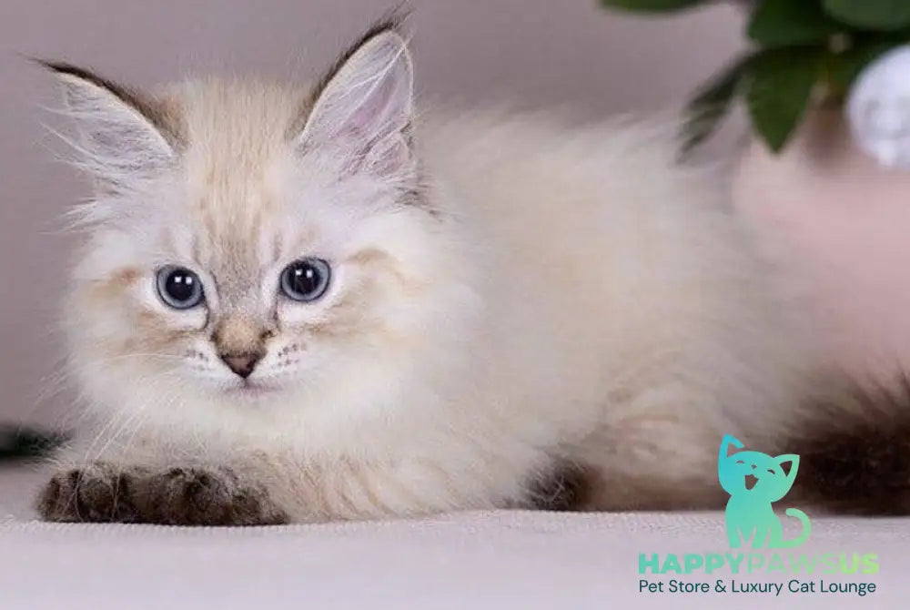 Halva Siberian female black tabby pointed - live animals