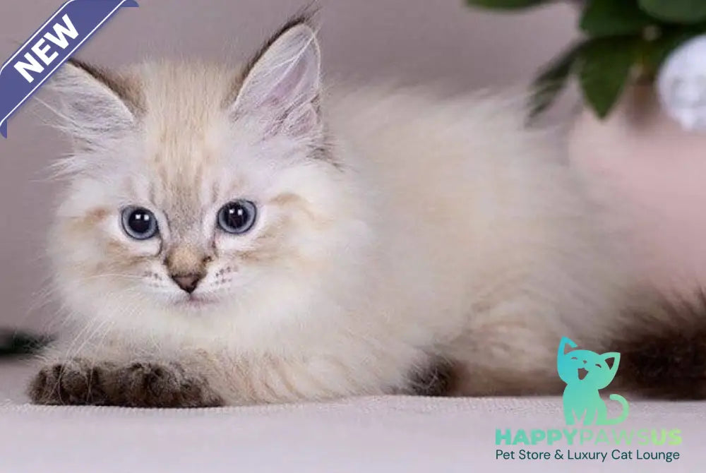 Halva Siberian female black tabby pointed - live animals