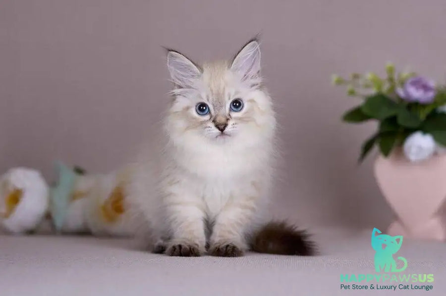 Halva Siberian female black tabby pointed - live animals