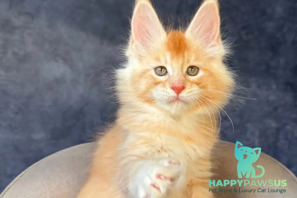 Hamelin Maine Coon male red silver ticked tabby - live animals