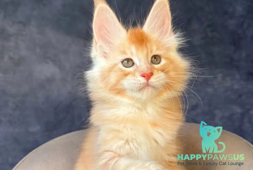 Hamelin Maine Coon male red silver ticked tabby - live animals