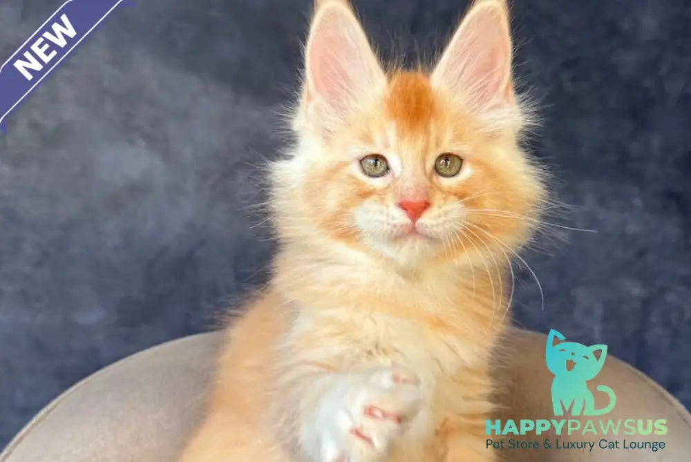 Hamelin Maine Coon male red silver ticked tabby - live animals