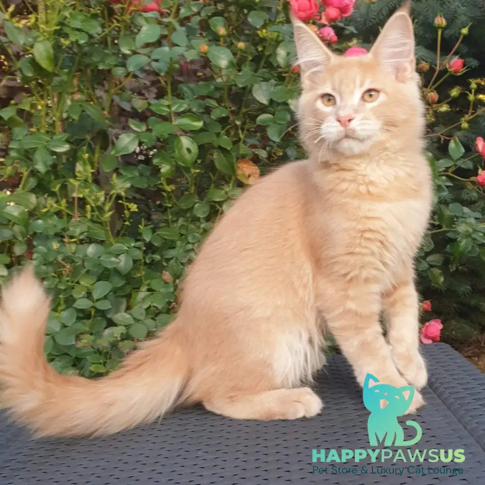 Hamilton Maine Coon male cream ticked tabby - live animals