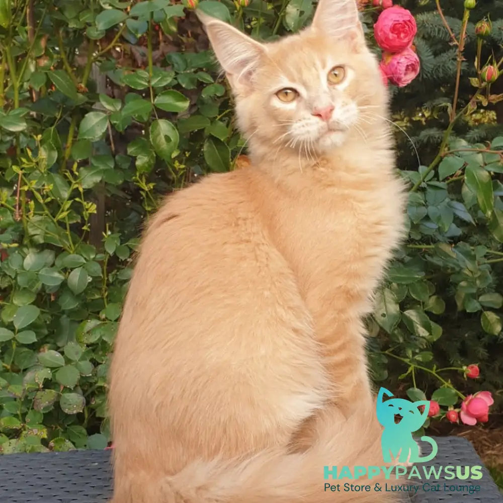 Hamilton Maine Coon male cream ticked tabby - live animals