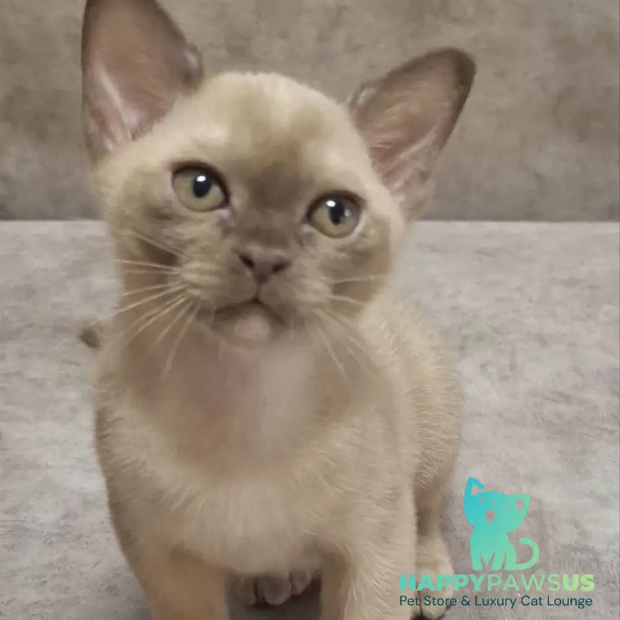 Hammer Burmese male chocolate - live animals