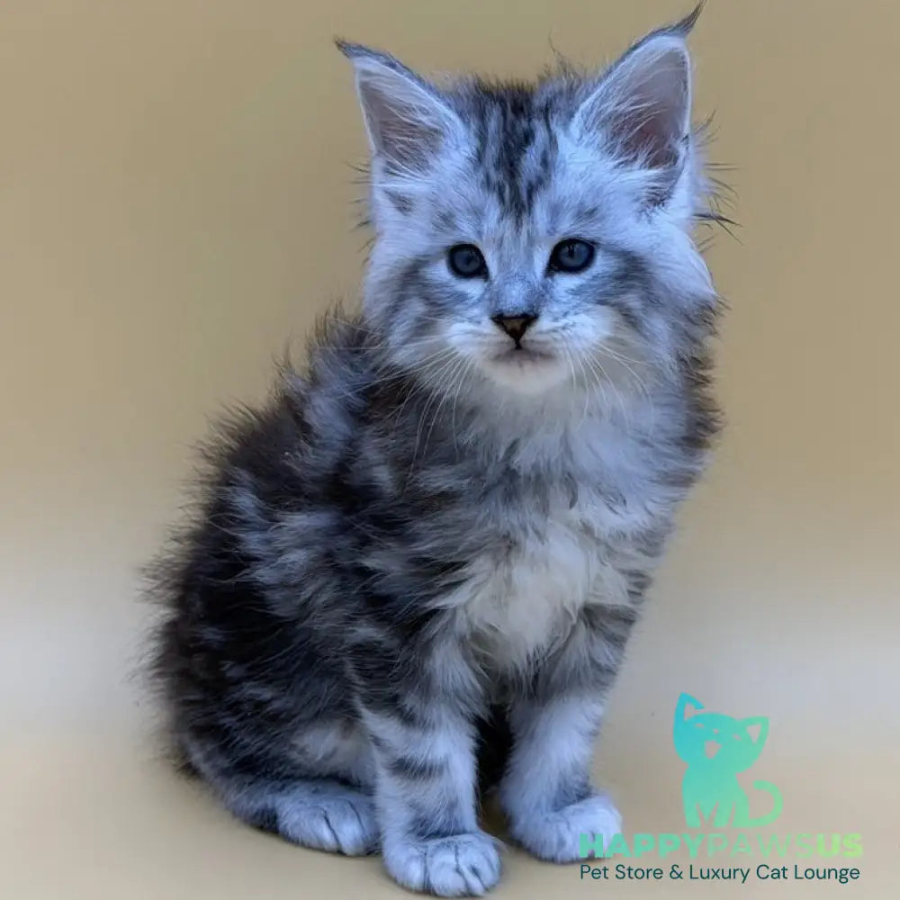 Hammer Maine Coon male black silver tabby - live animals