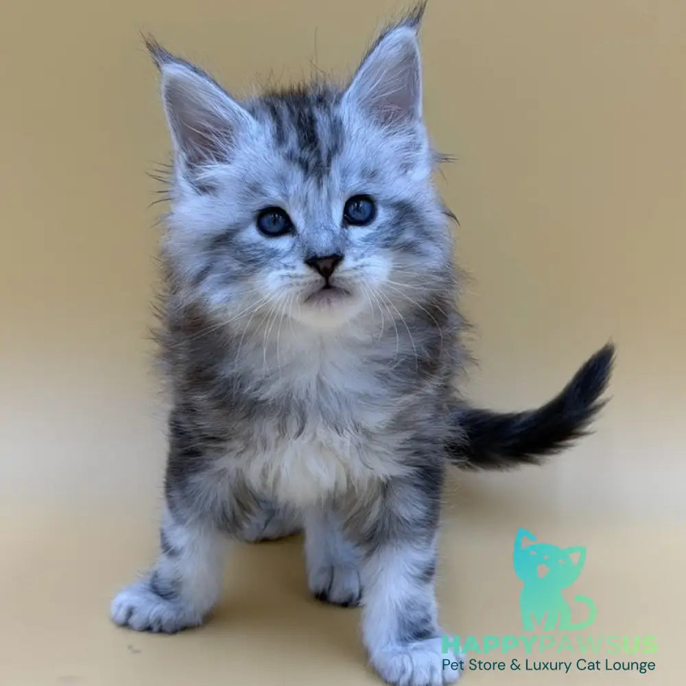 Hammer Maine Coon male black silver tabby - live animals