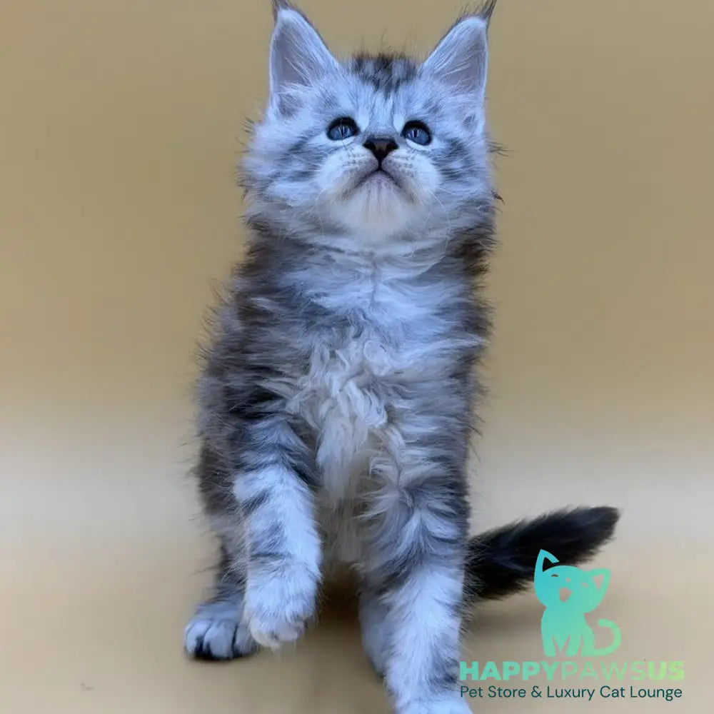 Hammer Maine Coon male black silver tabby - live animals