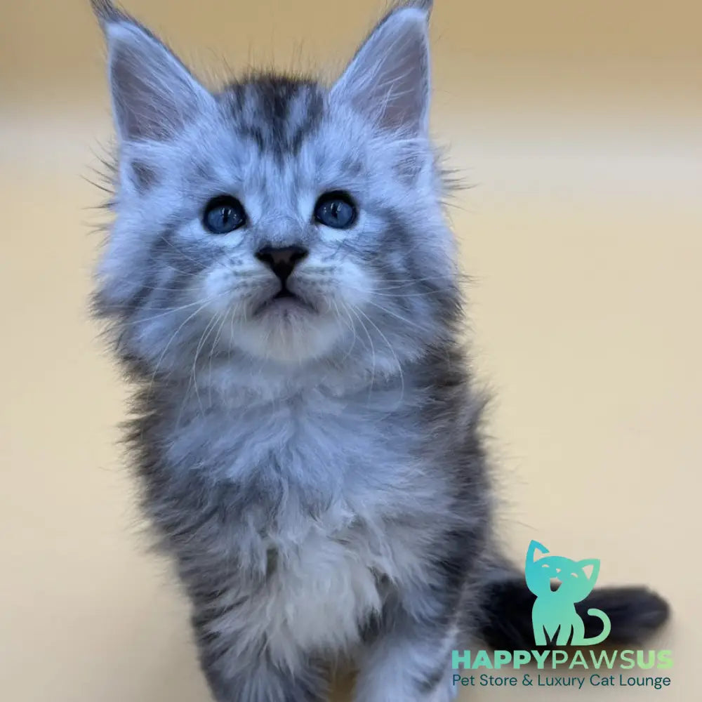 Hammer Maine Coon male black silver tabby - live animals