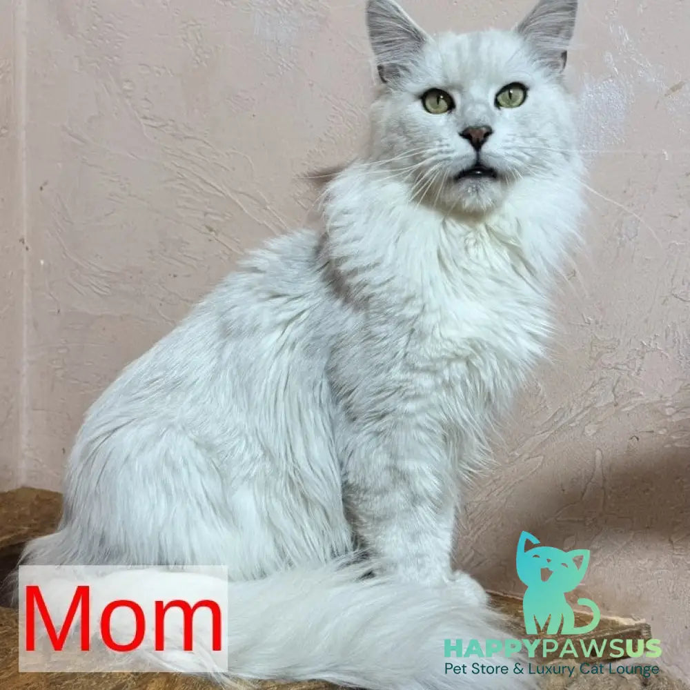 Hammer Maine Coon male black silver tabby - live animals