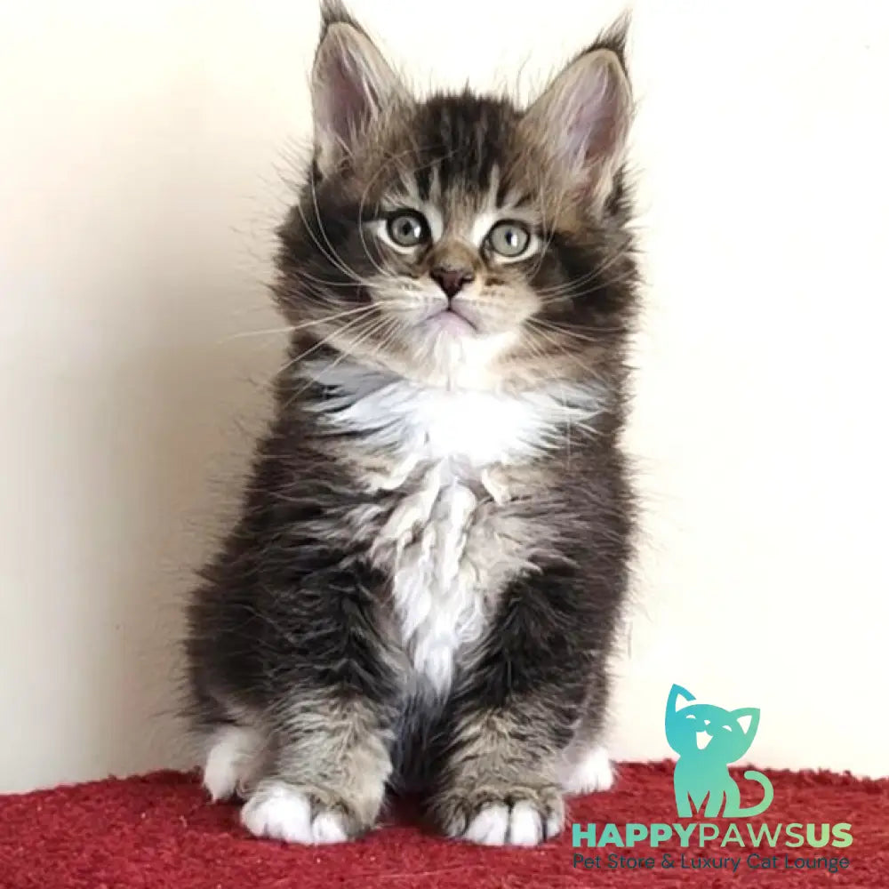 Hammer Maine Coon male black ticked tabby with white - live animals