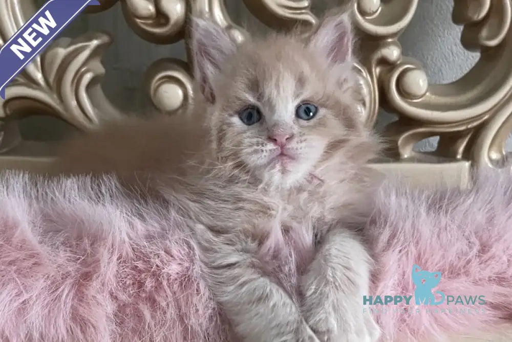 Hammer Maine Coon male cream live animals