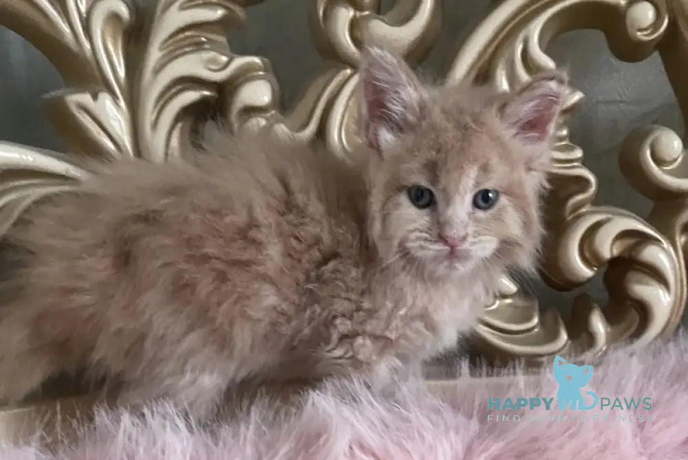 Hammer Maine Coon male cream live animals
