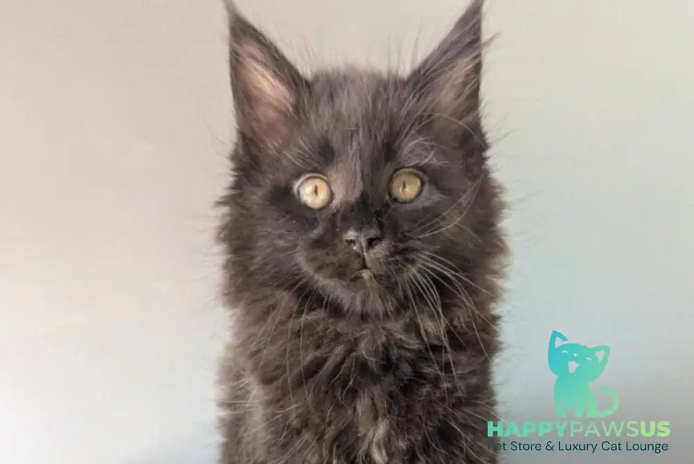 Hamster Maine Coon male black - live animals
