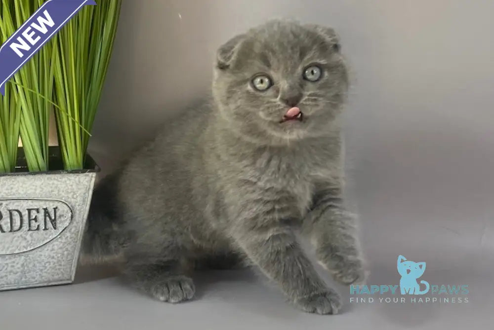 Han Scottish Fold male blue live animals