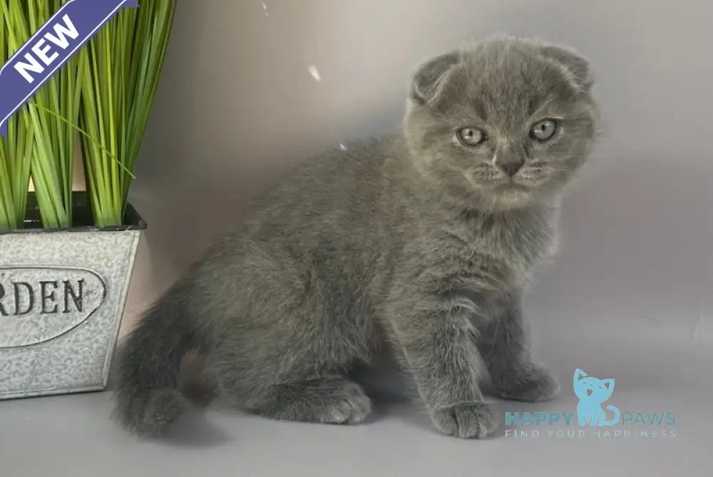 Han Scottish Fold male blue live animals