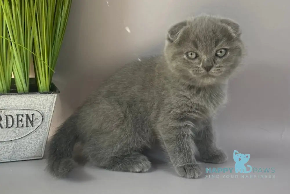Han Scottish Fold male blue live animals