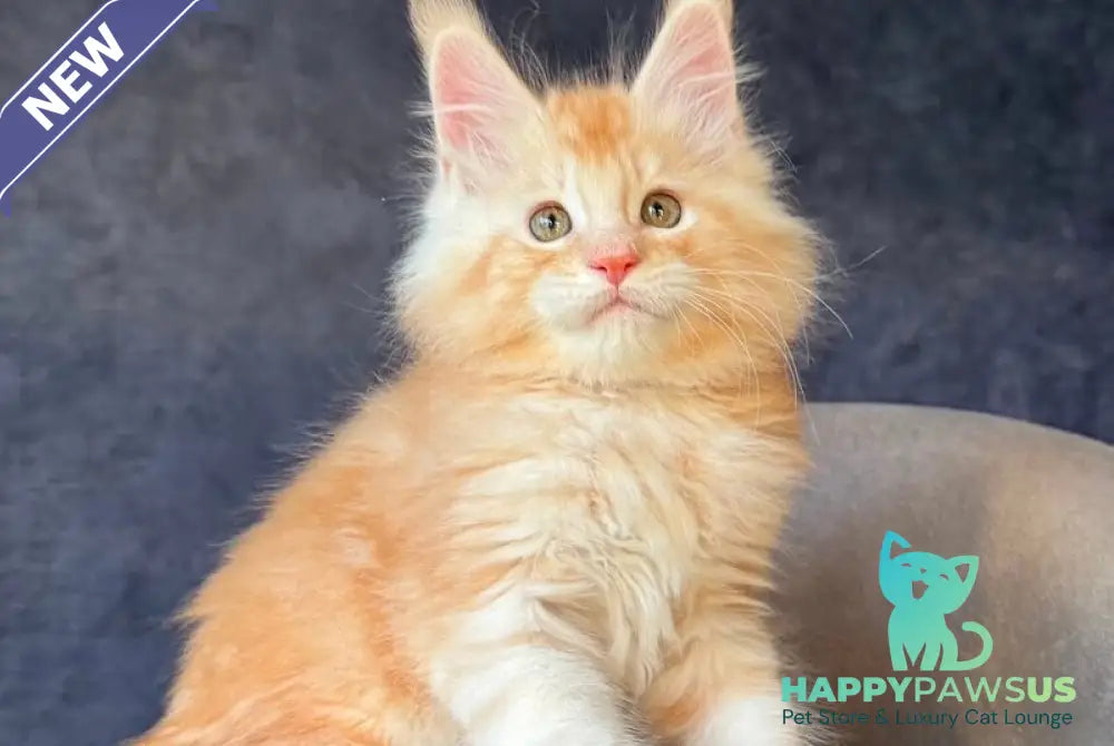 Han-Solo Maine Coon male red silver ticked tabby - live animals