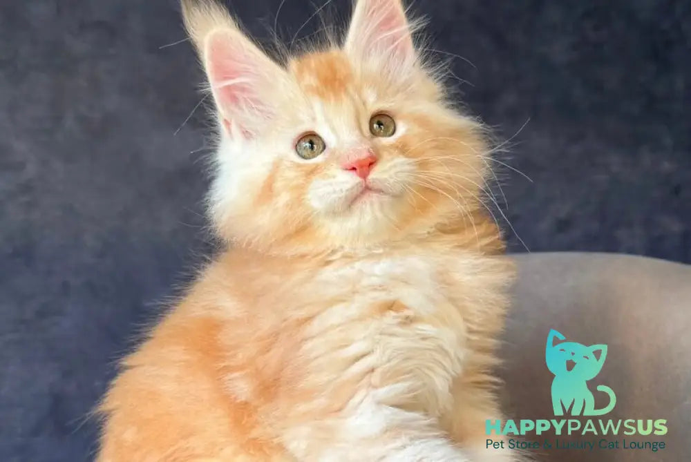 Han-Solo Maine Coon male red silver ticked tabby - live animals
