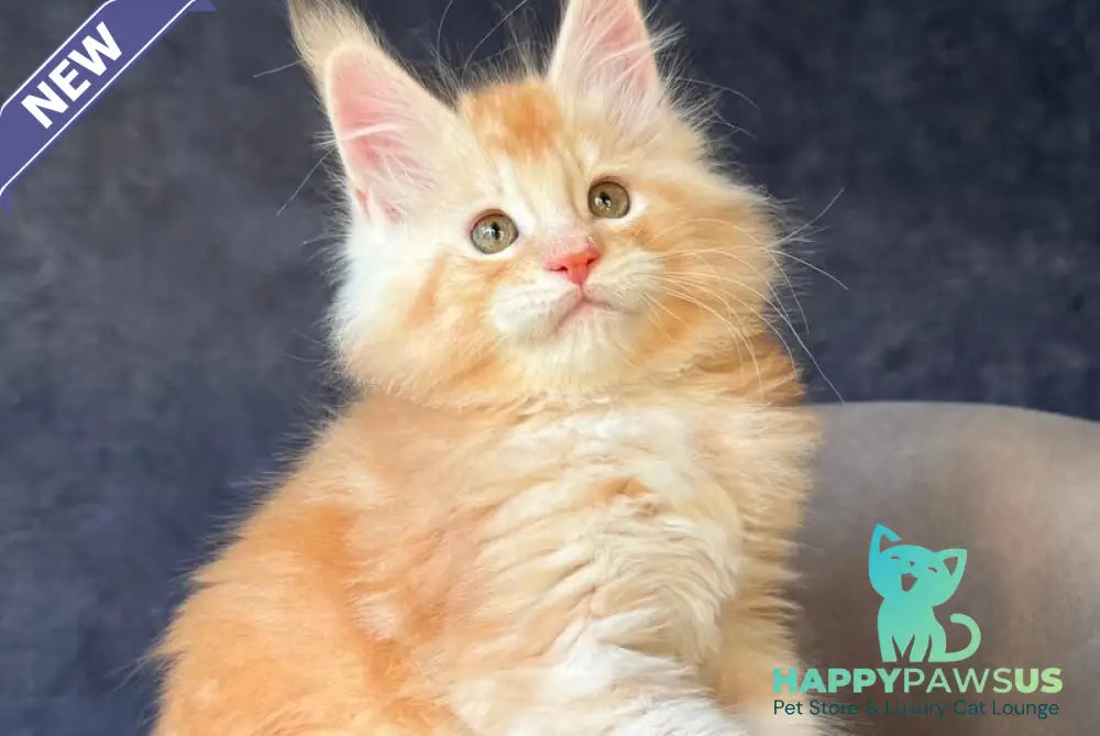 Han-Solo Maine Coon male red silver ticked tabby - live animals